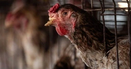 Is Chicken Culling Really Helping Prevent Bird Flu's Spread?