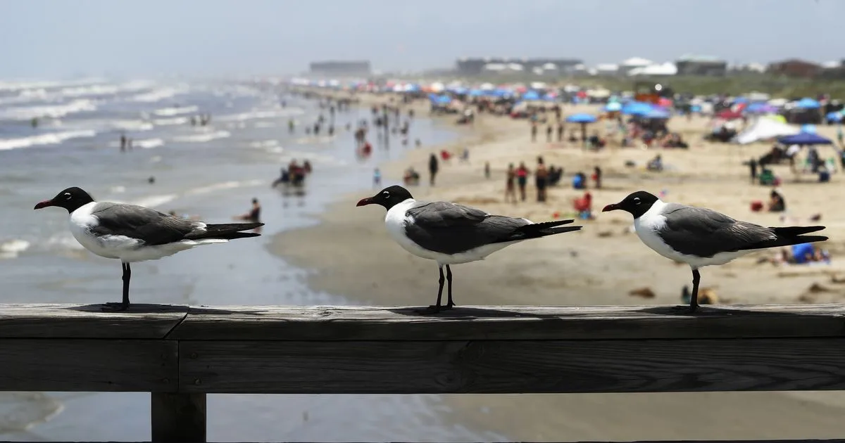 Most Texas beaches pose safety risks due to high fecal bacteria levels, report says