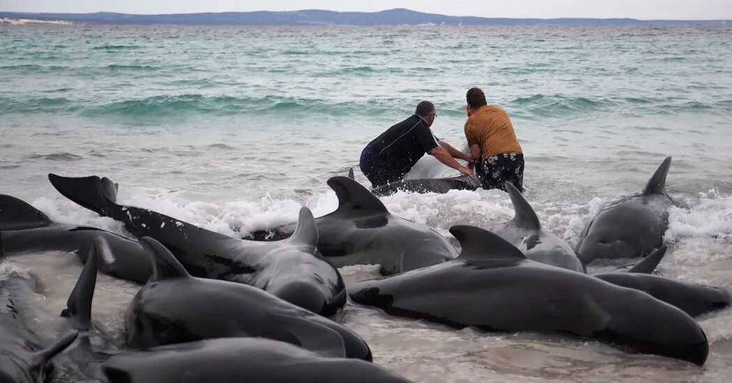 The Whales Gathered in a Heart Shape. Experts Feared What Would Come Next.