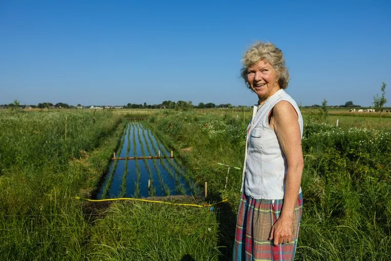 Verander veenland in sawa’s, dan heb je minder uitstoot én biologisch voedsel