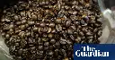 Coffee, eggs and white rice linked to higher levels of PFAS in human body