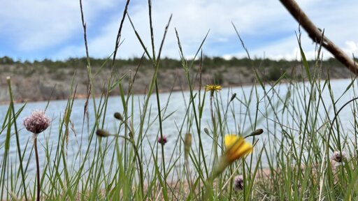Photo of some wildflowers with the sea in the background.