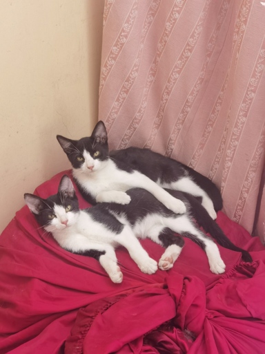 My cats