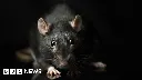 New Zealand to wipe out every last rat