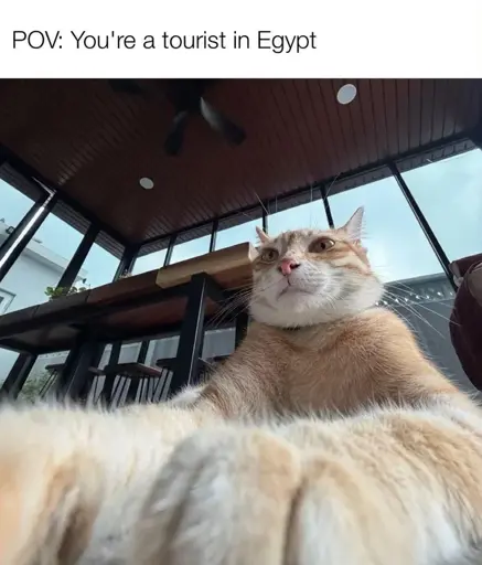 POV: You're a tourist in Egypt (Close up of a cat lying similar to the Sphinx)