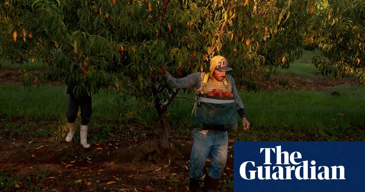 After two climate-decimated harvests, southern peach farmers wonder how to regroup