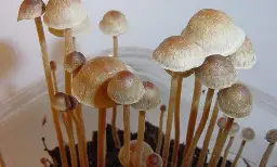 Minnesota Psychedelics Task Force OKs Psilocybin Therapy Recommendation As Members Continue Weighing Broader Decrim Proposal - Marijuana Moment