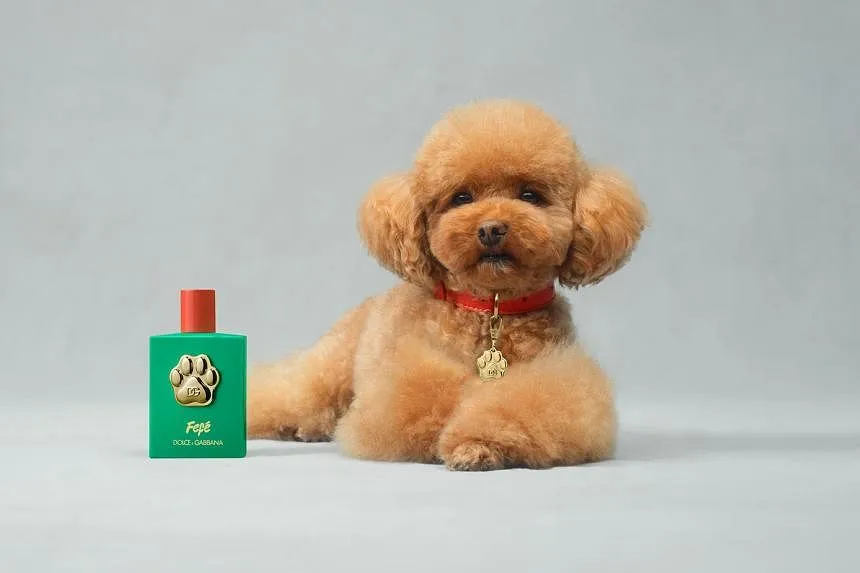 An ‘olfactory masterpiece’: Dolce & Gabbana launches perfume for dogs