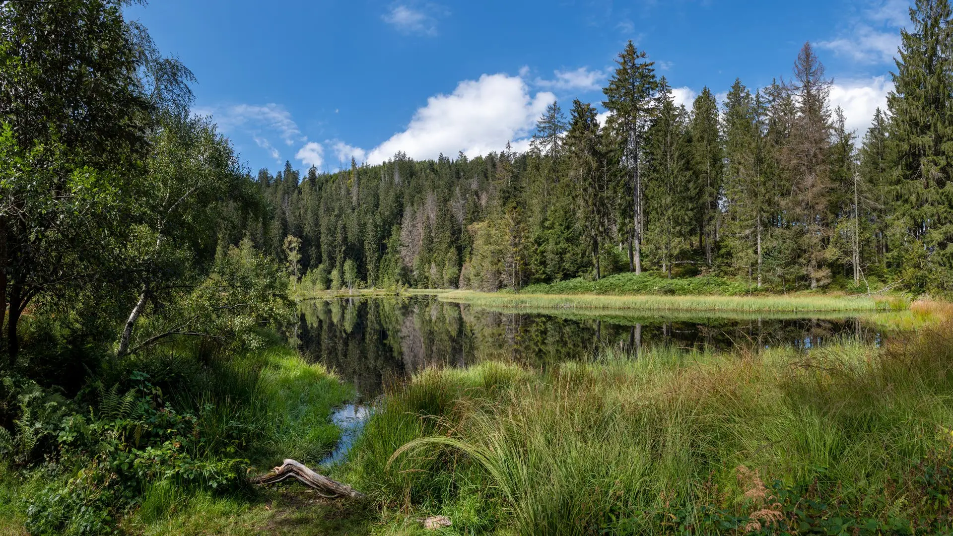 Biodiversität: Deutschland hinkt bei Naturschutzgebieten weit hinterher