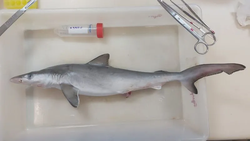 Sharks in Brazil test positive for cocaine, say scientists | CNN