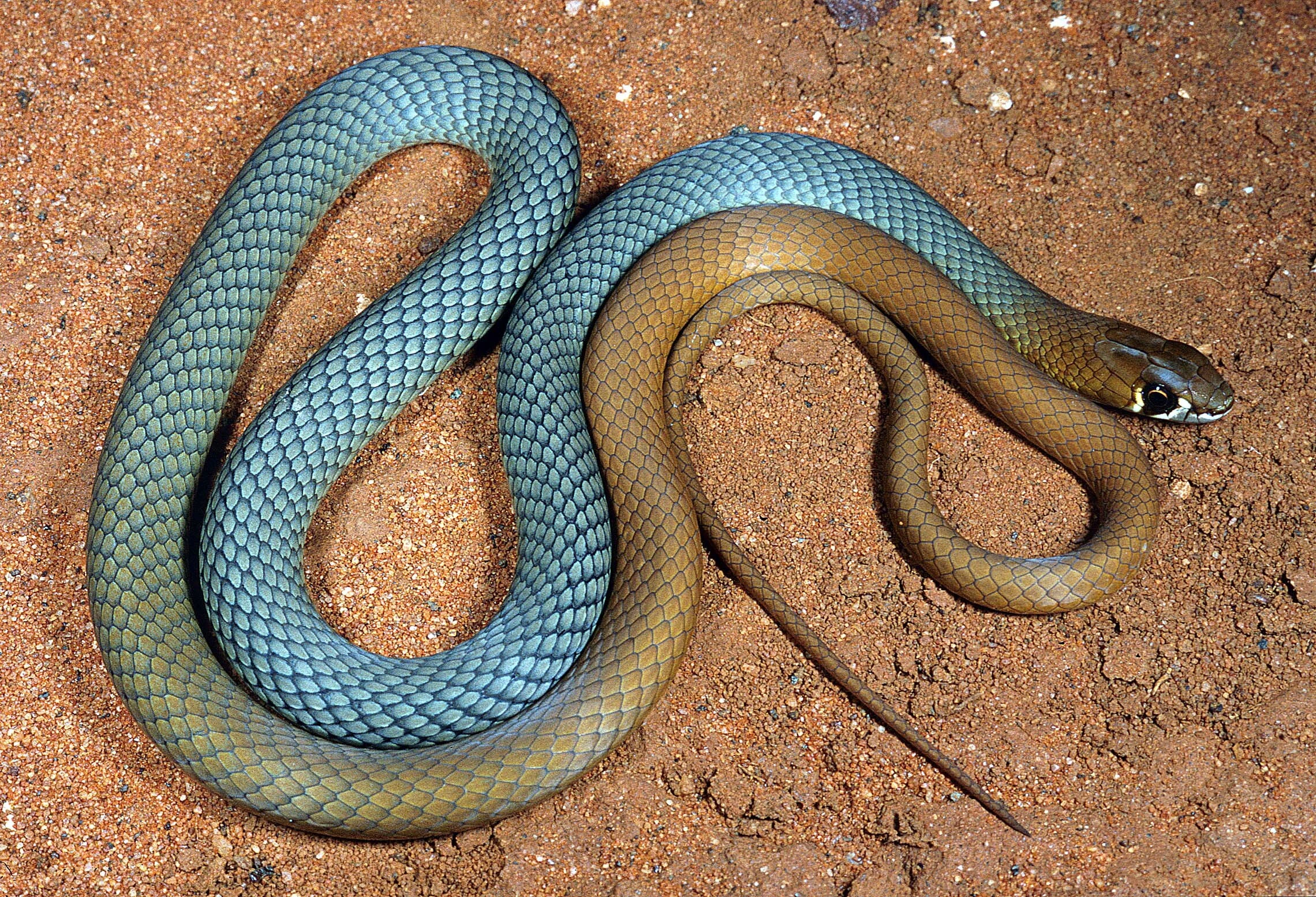 New Aussie snake species discovered – Environment News| Particle