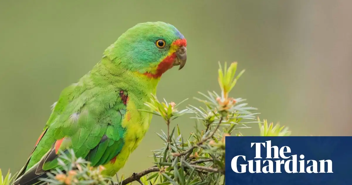 Tanya Plibersek announced swift parrot plan without showing recovery team who helped develop it