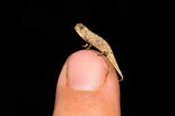 TIL the smallest reptile in the world is a chameleon