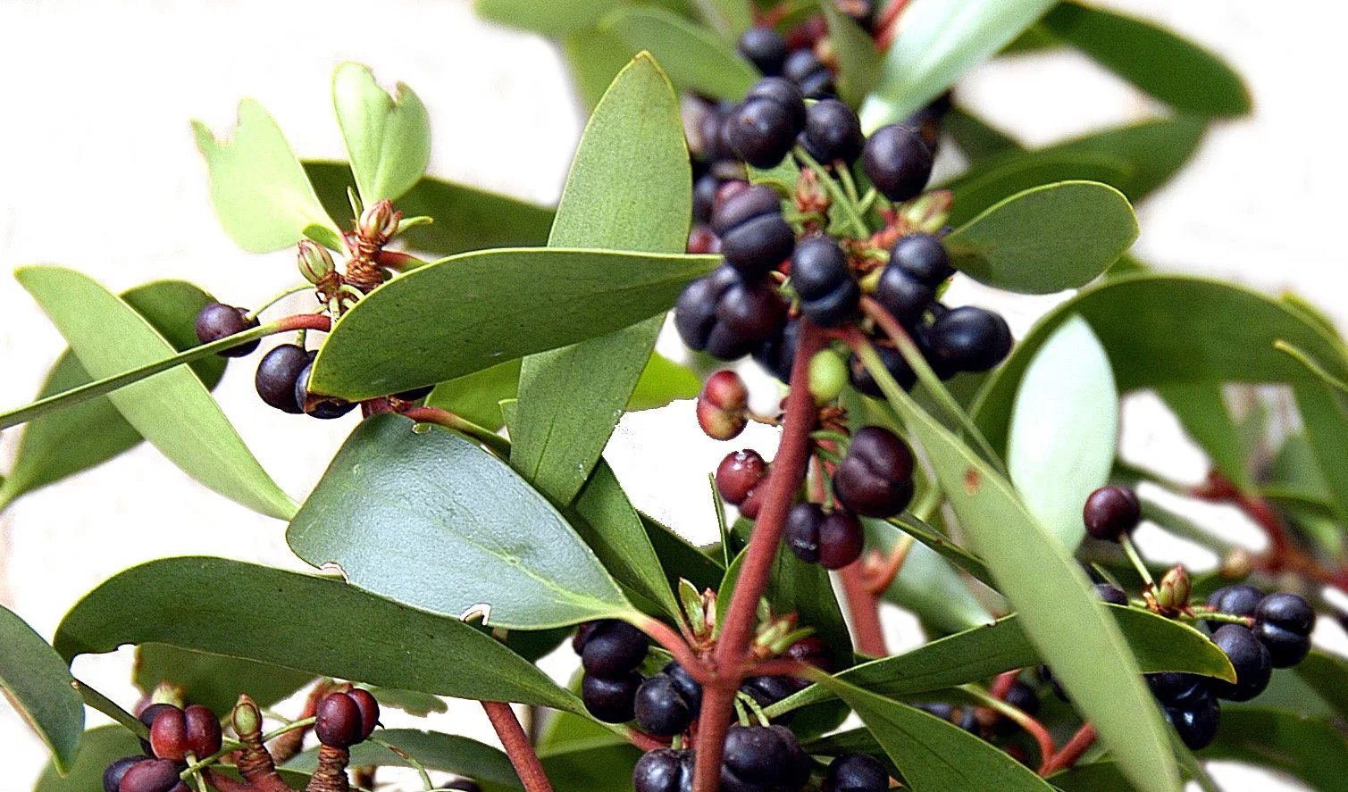 Your guide to edible Australian flora