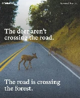 The deer aren't crossing the road