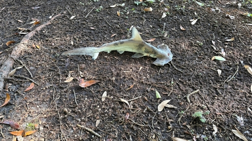 Hammerhead shark falls from sky onto disc golf course in South Carolina