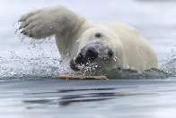 [Article] 14 outstanding images from the 2025 World Nature Photographer Awards