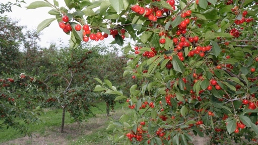 Climate takes its toll on the 'cherry capital of the world'