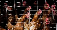 It’s Time to End the Denial About Bird Flu