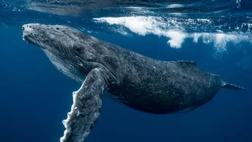 Male humpback whale swims record 8,106 miles across 3 oceans for sex