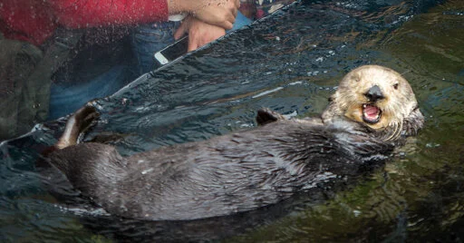 The Orphaned Sea Otter Who Became a Foster Mom to 15 Pups