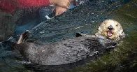 Rosa, the Orphaned Sea Otter Who Became a Foster Mom to 15 Pups