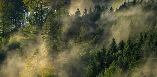 56 million years ago, the Earth suddenly heated up – and many plants stopped working properly