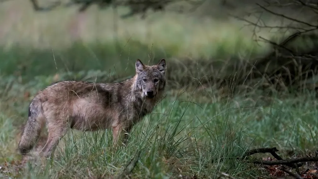 Experts 'zetten vraagtekens' bij doodschieten wolf die boer aanviel