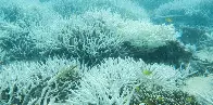 ‘Wake-up call to humanity’: research shows the Great Barrier Reef is the hottest it’s been in 400 years.