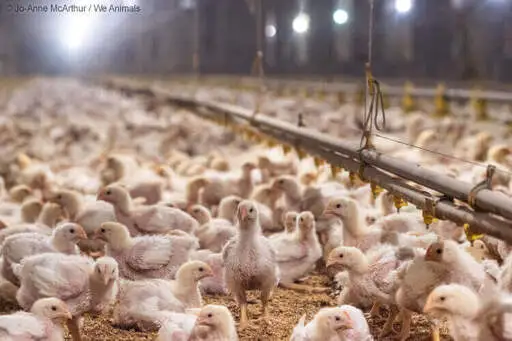 What Is the ‘Better Chicken Commitment’? | PETA