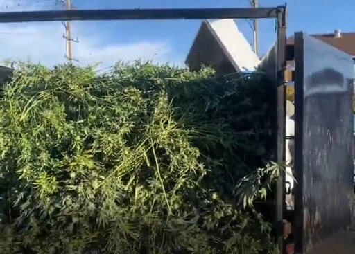 State seizes over $23M in illegal cannabis in East Oakland