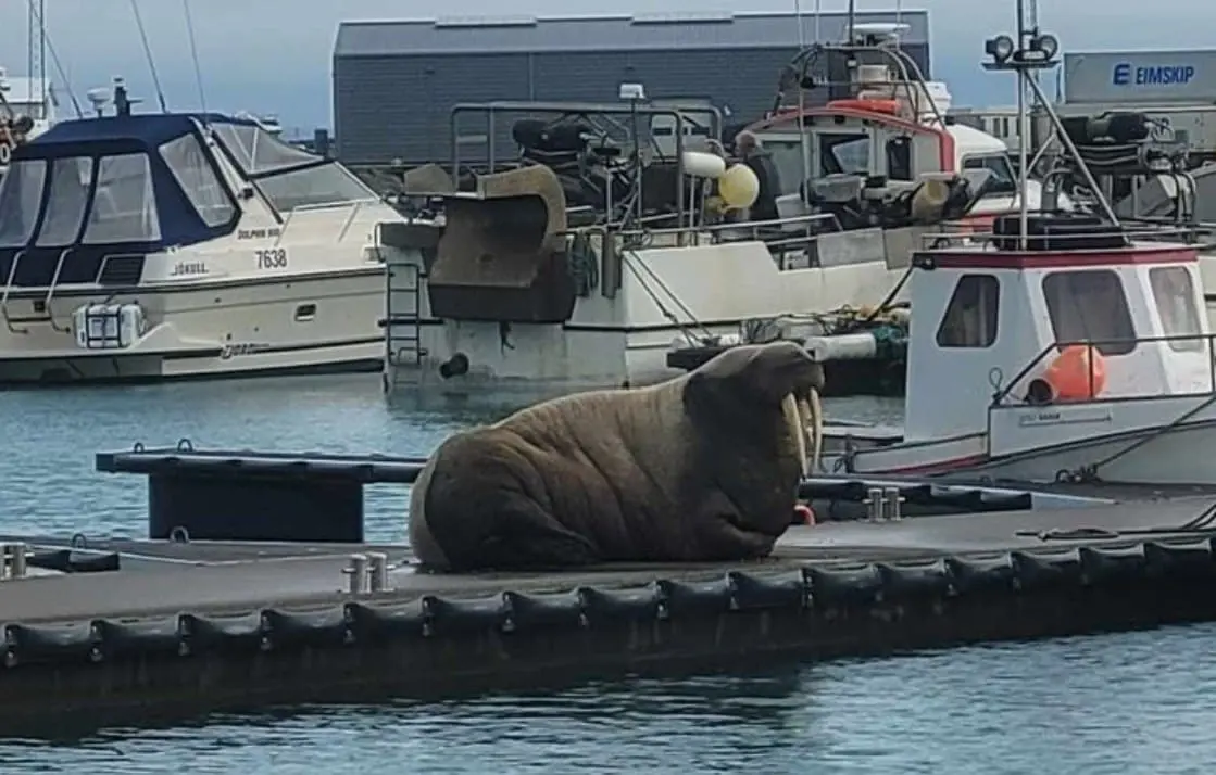 Iceland’s Popularity Grows – Among Walruses