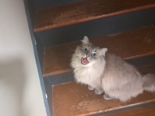 Mostly white ragdoll cat sitting on some wooden stairs, looking at the camera and yelling. 