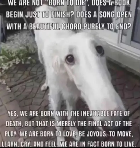 Borzoi dog with a funny long snout staring pleadingly at the camera. Caption: We are not "born to die", does a book begin just to finish? Does a song open with a beautiful chord purely to end? Yes, we are born with the inevitable fate of death, but that is merely the final act of the play. We are born to love, be joyous, to move, learn, cry, and feel we are in fact born to live.