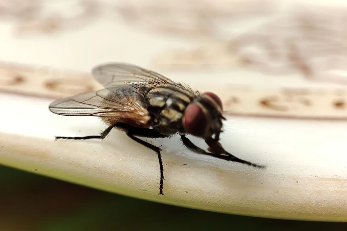 Why are flies so fast?