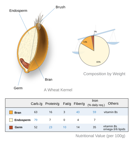 Wheat kernel diagram, sorced from wikipedia. There is a thin, ovular shell called the bran. The inside is primarily endosperm, with a much smaller bean-like 'germ' at one end. Beside it is a pie-graph of content by weight: Endosperm 83%, Germ 14%, Bran 3%. Below is a graph listing the nutritional facts per 100 grams.