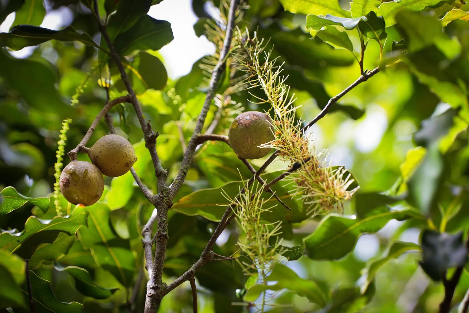 Most of the World’s Macadamias May Have Originated From a Single Australian Tree