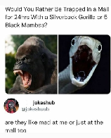 Gorillas are actually very gentle unless provoked by overpriced footwear or long lines for cheap beverages