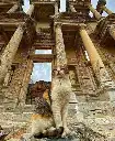 Cat in the ruins of Ephesus, Turkiye