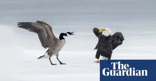 Canada goose fights off bald eagle in rare, symbolism-laden battle on ice