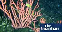 Canada moves to protect coral reef that scientists say ‘shouldn’t exist’