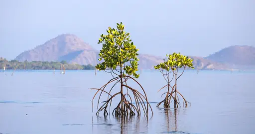 Mangroves Fight Climate Change, but Shrimp Farming Threatens Them