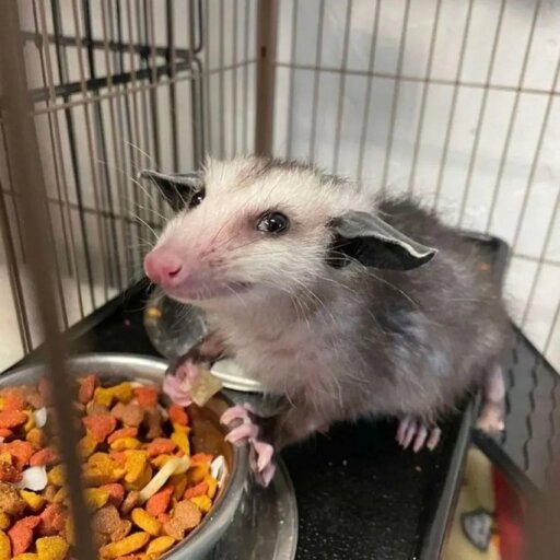 A smug opossum