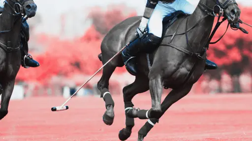 Billionaire Dies After Swallowing a Bee During Polo Match