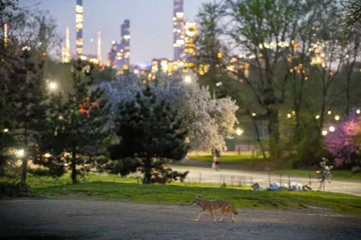 In a Milestone for Manhattan, a Pair of Coyotes Has Made Central Park Their Home