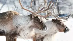 11 fun facts about reindeer | Whipsnade Zoo