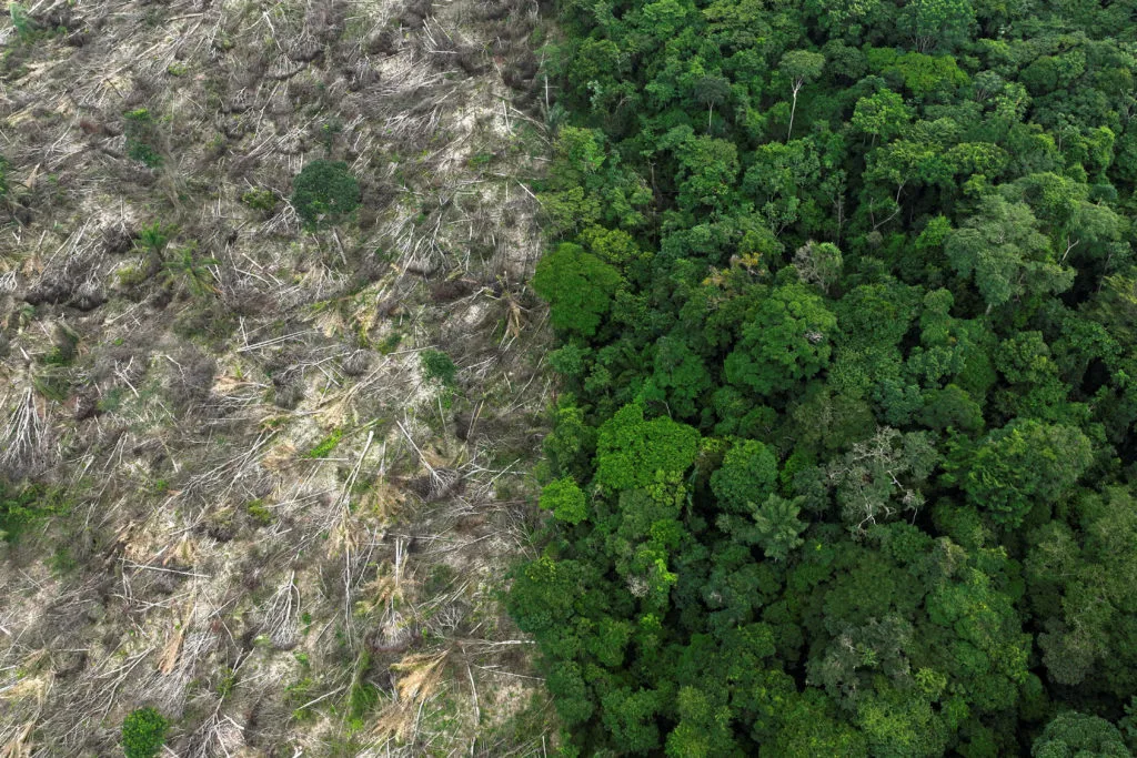 Amazon deforestation dropped 34 percent, reversing trend