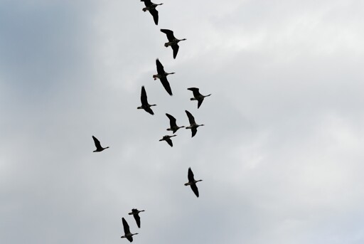 Birds, motion, sky
