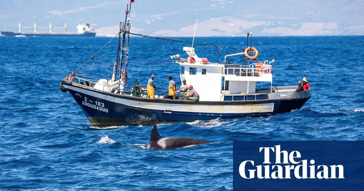 Orca rams into yacht off Shetland in first such incident in northern waters