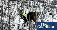 Elusive deer spotted wearing high-vis jacket in Canada: ‘Who is responsible?’